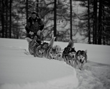 Chiens de traineaux