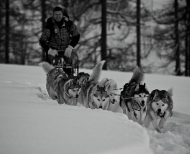 Conduite d'attelage de chiens de traineau